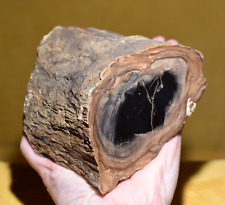 3 Pounds Petrified Wood Limb Polished Face Willamette Valley, Southern Oregon picture