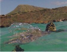 Green Sea Turtle-Hanauma Bay, Hawaii picture