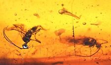 Several Caddisflies and a wasp, Fossil inclusion in Burmese Amber picture
