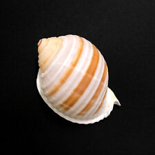 Banded Tun Sea Shell Tonna Sulcosa Beige and White Striped Natural Sea Shell picture