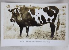 Antique 1930's Dolly The Two 2 Headed Cow Postcard Size Info Photograph Oddity picture