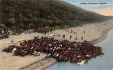 Postcard A Herd of Reindeer in Alaska~129047 picture