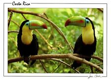Kell Billed Toucan, Costa Rica 1989 Postcard picture