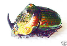 Beetle - Scarabaeidae - Dung Beetles - Phanaeus mexicanus (m) - Mexico picture
