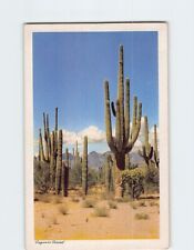 Postcard Saguaro Forest Arizona USA picture