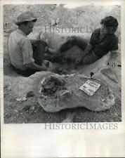 1962 Press Photo Paleontologist John Mawby & Norma Noble found a Mammoth's leg picture