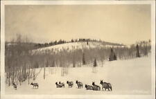 RPPC Elk herd winter snow scene ~ 1918-30 real photo postcard picture