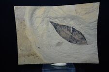 Fossil Leaf / Green River Formation, Uintah Co., Utah picture