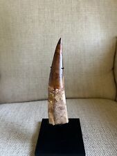 Spinosaurus tooth 7.25” Massive Tooth, But Notable Repairs And Restoration picture