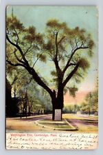 Cambridge MA-Massachusetts, Washington Elm, Antique Vintage c1907 Postcard picture