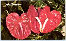 Postcard - Red Anthurium - Hawaii picture
