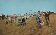 Cape Porpoise Hilltop Outdoor Painting Class Kennebunkport Maine 1965 Postcard picture