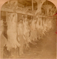 1893 Dressing Sheep, Armour's Packing House, Chicago.  Stereoview Photo picture