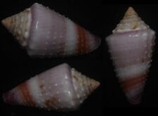 Tonyshells Seashells Conus floridulus EXCEPTIONAL 30.5mm  Gem, superb multiple picture