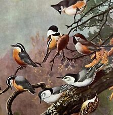 Chickadee Nuthatch Titmouse 1955 Plate Print Birds Of America Nature Art DWEE32 picture
