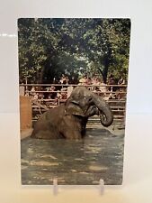 Vintage 1908 Elephant Bathing LINCOLN PARK CHICAGO People Observing The Elephant picture