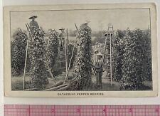 SE Asia Natives Gather Pepper Berries E.R.Durkee & Co.Spices Elmhurst NY Ad Card picture