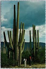 Large Saguaro Cacti Desert Plants Saguaro National Monument Tucson AZ Postcard picture