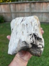 Texas Petrified Wood Rotted Natural Tree Log Prehistoric Fossil picture