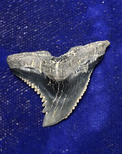 High Quality Hemipristis Serra Fossil Oligocene Snaggletooth Shark Tooth SC picture