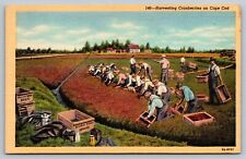 Postcard Linen Ocean Spray Workers Harvesting Cranberries on Cape Cod A19 picture