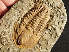 Big 100% NATURAL Hamatolenus Trilobite Fossil Anif Morocco 694gr picture