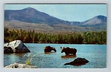 Baxter State Park ME-Maine, Bull Moose & Cow  Vintage Postcard picture