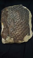 Lepidodendron Fossil, Very Large, Superior Quality, 330 Million YO picture