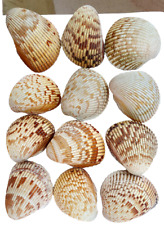 Cockle Sea Shells Lot Of 12 Florida Wast Coast Beaches Sanibel Island 2.75