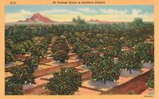 Postcard AZ Orange Grove in Southern Arizona 1942 Linen Vintage PC H408 picture