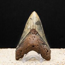 Colorful Megalodon Shark Tooth | Authentic Carolina Fossil picture