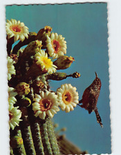 Postcard Arizona Cactus Wren and Saguaro Blossoms USA picture