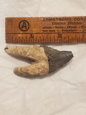 Squalodon Fossil Cetacean Tooth Calvert Cliffs Maryland Megalodon Era Miocene picture