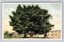 Santa Barbara CA-California, Rubber Tree, Rear Of Potter Hotel Vintage Postcard picture