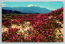 Sand Pink Verbenas Flowers Blooming On The Desert Floral Vintage Postcard picture