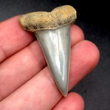 Silver Bakersfield Hastalis Fossil Mako Shark Tooth Hill Great White Meg Gem picture