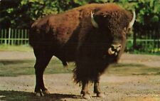 American Bison - National Zoological Park - Washington DC - Postcard picture