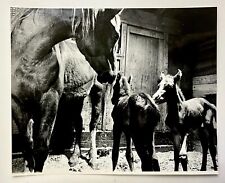 1975 Issaquah WA Shiloh Horse Farm Newborn Baby Racing Foals Vintage Press Photo picture