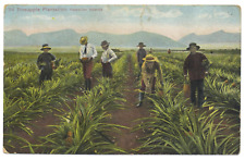 HAWAIIAN PINEAPPLE PLANTATION WITH PICKERS VINTAGE POSTED  picture