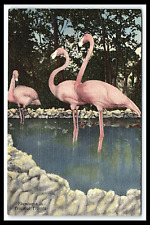 St Petersburg Florida Wild Animal Ranch Flamingos Linen Postcard        pc163 picture