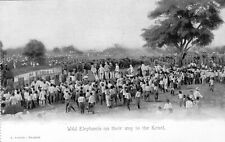 1899 Siam Thailand Postcard Wild Elephants on Their Way to the Kraal Thai Corral picture