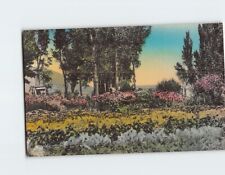 Postcard Flower Garden Schoer's Ranch Clover Valley USA North America picture