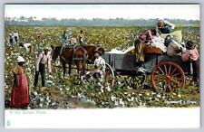 C1906 BLACK RAPHAEL TUCK Old Folks at Home series postcard IN THE COTTON FIELD picture