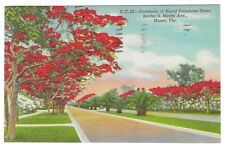 Vintage Florida Linen Postcard Miami Hundreds Royal Poinciana Trees Border Ave picture