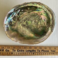 Vintage Abalone Shell Massive 8-3/4