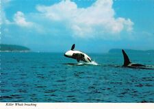 Anchorage AK Alaska, Orca Killer Whale Breaching, Vintage Scalloped Postcard picture