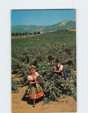 Postcard Italian Swiss Colony Vineyard Scene At Asti California USA picture