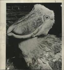 1947 Press Photo A close up view of shoe billed stork at the Philadelphia Zoo picture