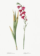 Eastern Gladiolus - 1805 - Les Liliacees - Pierre Redoute - Illustration Magnet picture