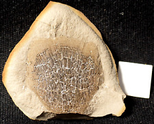 Rare giant Fossil fish rhizodont Strepsodus scale nodule not Mazon Creek from UK picture